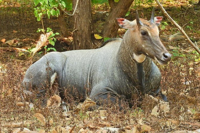 02 Nights & 03 Days Asiatic Lion Tour from Rajkot - An Authentic Safari Experience in Gir National Park