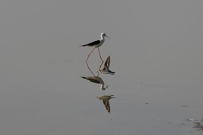 02 Nights & 03 Days Asiatic Lion Tour from Rajkot - Final Thoughts