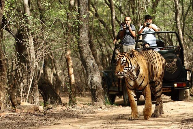 03 Days Private Wildlife Ranthambore Tiger Tour from Jaipur - The Itinerary in Detail