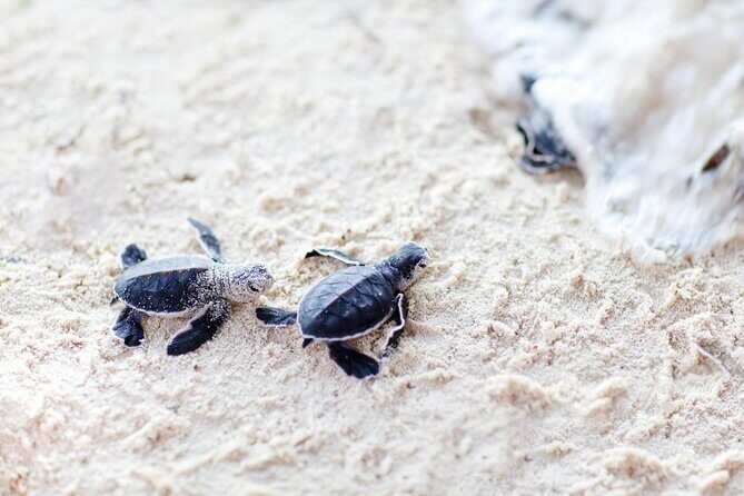 03 Days Sri Lanka Tour - Wild Life Hotspots - An Honest Look at the 3-Day Sri Lanka Wildlife Tour