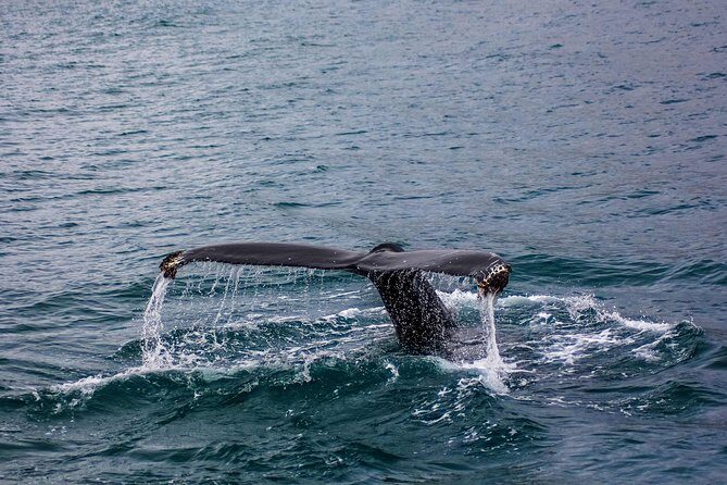 03 Days Sri Lanka Tour - Wild Life Hotspots - A Few Considerations