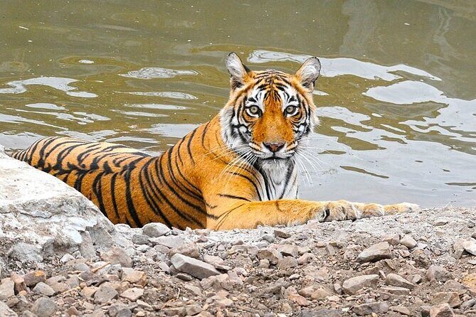 05 Days Golden Triangle Tour with Ranthambore Jungle Safari - Who is This Tour Best For?