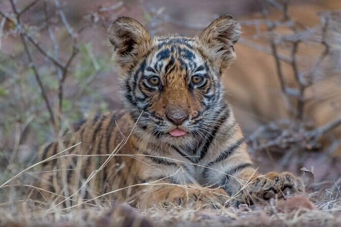 05 Days - Private Luxury Golden Triangle Tour with Ranthambore - An In-Depth Look at the 5-Day Private Luxury Golden Triangle & Ranthambore Tour