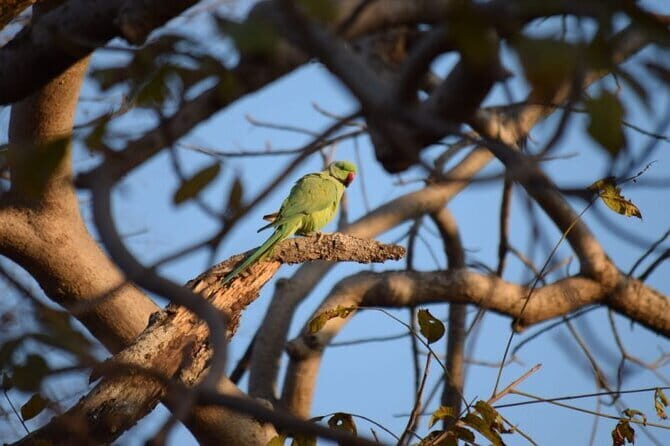 05 Days - Private Luxury Golden Triangle Tour with Ranthambore - Practical Aspects & What to Expect