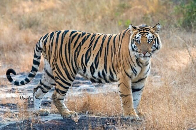 05 Days - Private Luxury Golden Triangle Tour with Ranthambore - FAQ