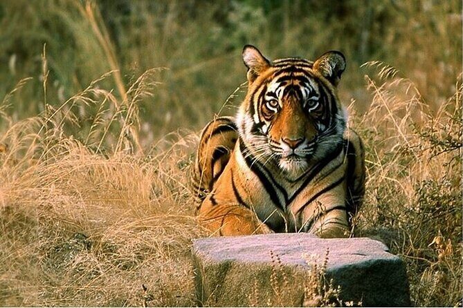 08 Days Golden Triangle Tour with Ranthambore and Jhalana Safari - Exploring the 8 Days Golden Triangle Tour with Ranthambore and Jhalana Safari