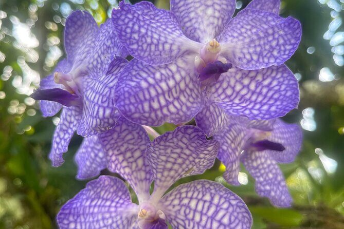 1/2 Day Puerto Vallarta Botanical Garden tour by Biologist Guide - What to Expect from the 1/2 Day Puerto Vallarta Botanical Garden Tour