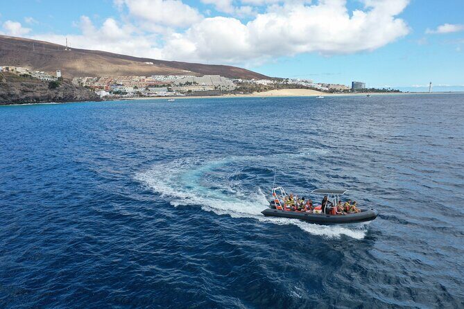 1.5-Hour Dolphin and Whale Watching Tour - What You Can Expect from the Tour