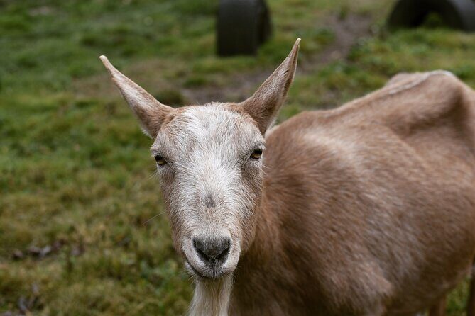 1.5 Hour Immersive Farm Experience in Adirondacks - Key Points