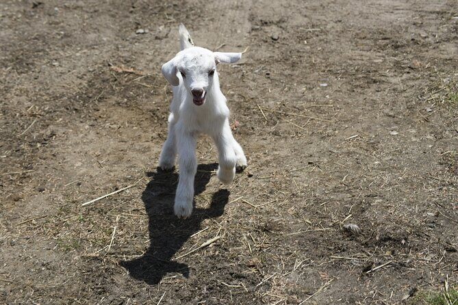 1.5 Hour Immersive Farm Experience in Adirondacks - Final Thoughts