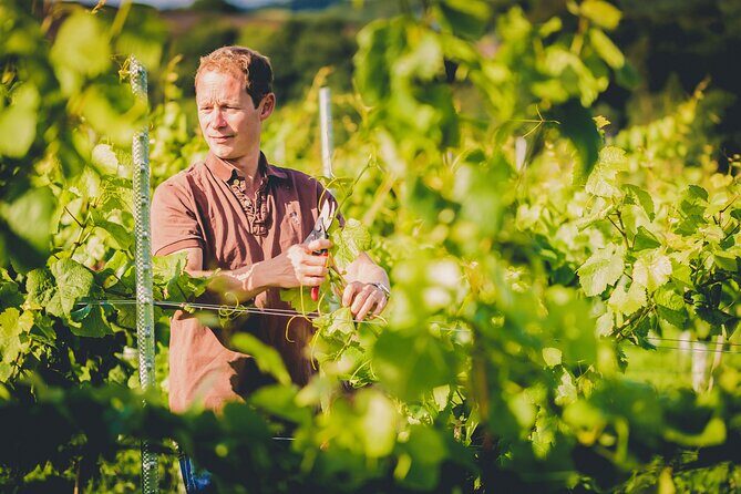 1.5-Hour Swanaford Vineyard Tour And Tasting Experience - Key Points