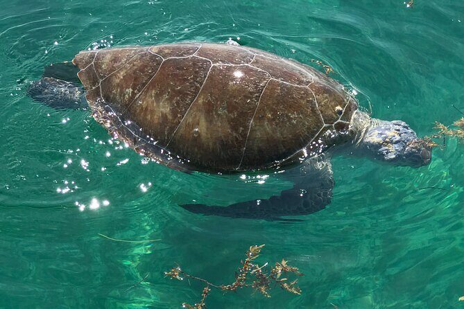 1.5 Hour Tiki Boat Harbor and Dolphin Cruise Destin FL - The Sum Up