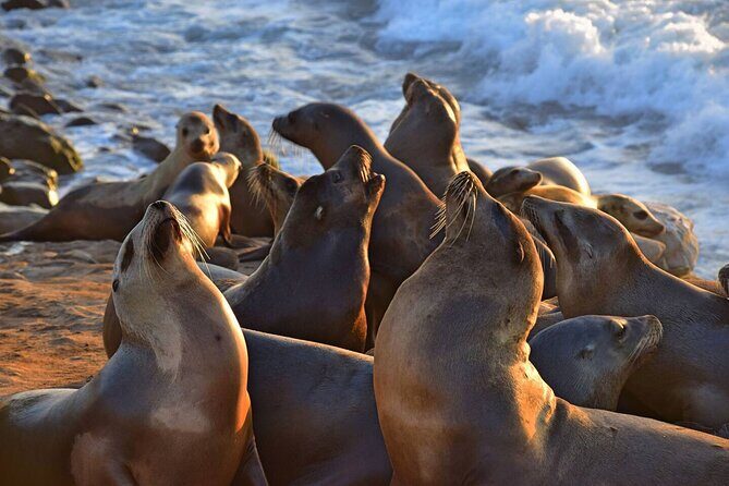 1.5 Hour Walking Tour from La Jolla in San Diego - Practical Details: What to Expect