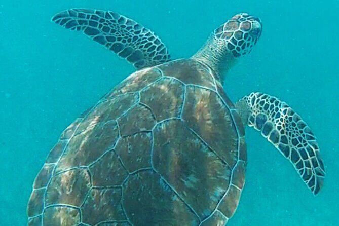 1.5 hours Snorkeling at Tulum's paradise reef - Final Thoughts