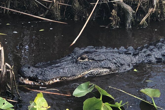 1.5 Hr Guided Private Everglades Airboat Tour, Fort Lauderdale - What to Expect from the Itinerary