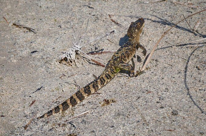 1.5 Hr Guided Private Everglades Airboat Tour, Fort Lauderdale - The Experience in Detail: What You’ll See and Learn