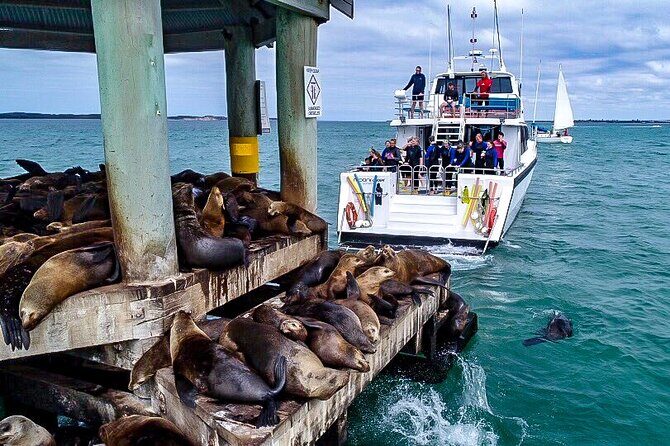 1.5hour Scenic and Wildlife luxury cruise - Experience the Coastline and Wildlife of Mornington Peninsula on a 1.5-Hour Luxury Cruise