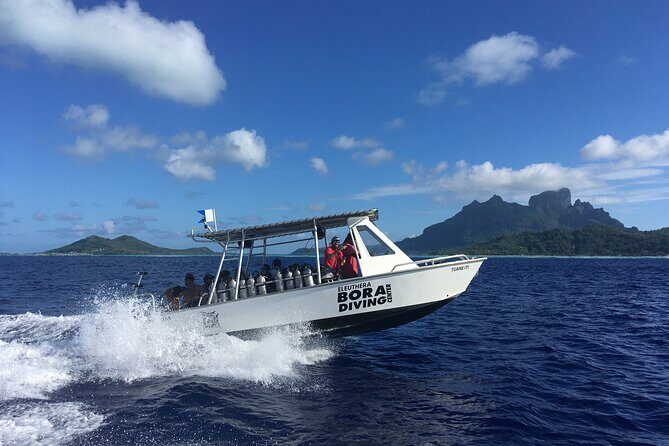 1 Afternoon Dive for Certified Divers in Bora Bora - A Close Look at What to Expect
