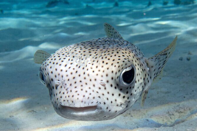 1 Afternoon Dive for Certified Divers in Bora Bora - The Value in Your Dive
