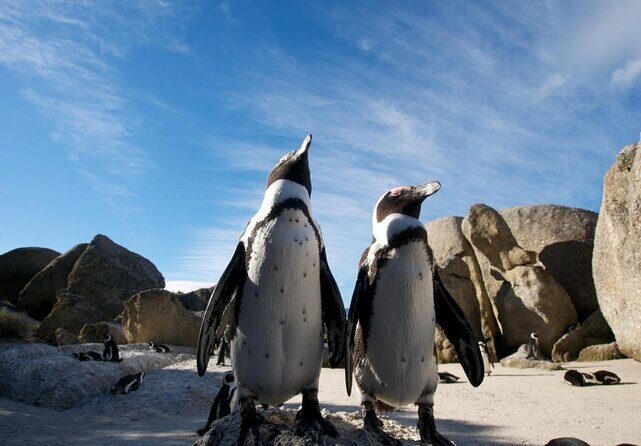 1.Cape Town Airport Transfer (&Private tour trips during yo Stay) - Key Points