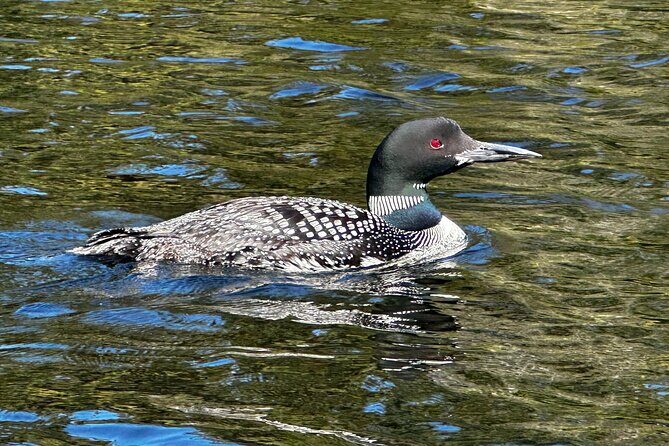1 Day Canoeing Tour in Algonquin Park - The Experience: What You Can Expect