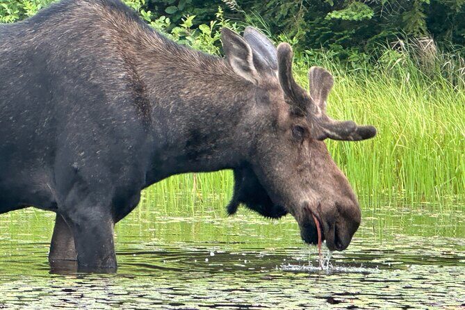 1 Day Canoeing Tour in Algonquin Park - Authenticity and Practical Tips