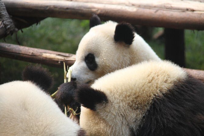1-Day Chengdu Layover Tour: Panda Base, city central with Round Airport Transfer - Exploring Chengdu in a Day: What to Expect