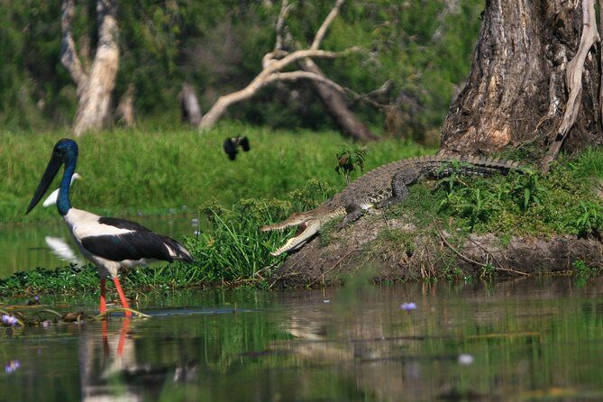 1 Day Corroboree Billabong Wetland Experience including 2.5 hour cruise + lunch - Who Is This Tour Best For?