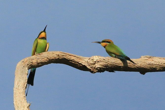 1 Day Corroboree Billabong Wetland Experience including 2.5 hour cruise + lunch - The Sum Up
