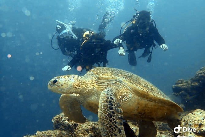 1 Day Diving Experience in Semporna - FAQs