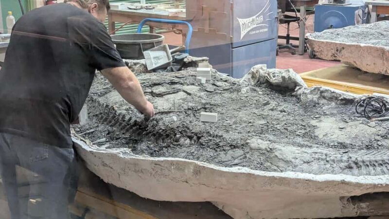 1 Day Drumheller Tour: Calgary to Hoodoos Dinosaurs Badlands - A Detailed Look at the Tour Experience