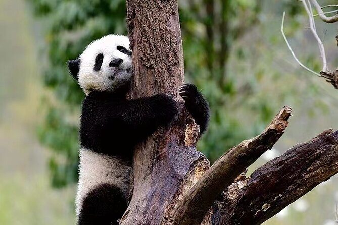 1-Day Dujiangyan Panda Base Volunteer Program Tour from Chengdu - Key Points