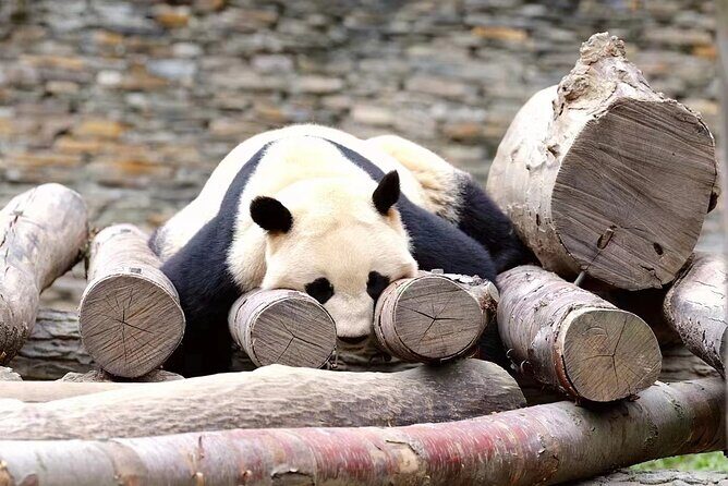 1-Day Dujiangyan Panda Base Volunteer Program Tour from Chengdu - Detailed Review of the Tour