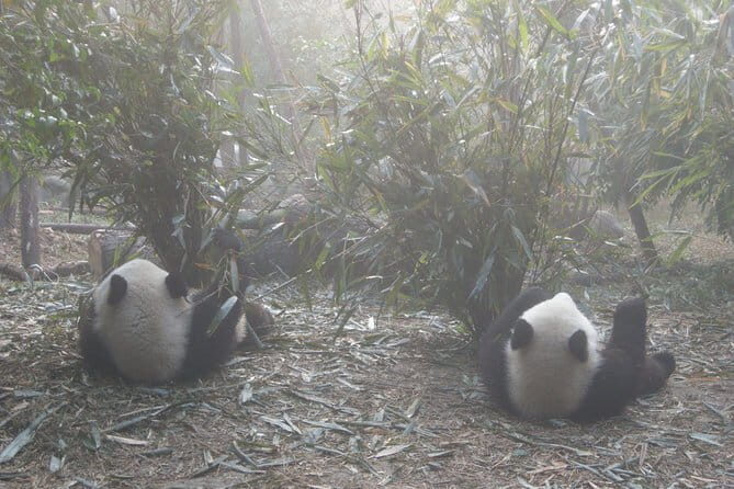 1-Day Dujiangyan Self-Guided Tour: Panda Volunteer and Water Irrigation System - What’s Included and What’s Not