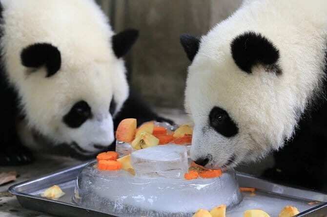 1-Day Dujiangyan Self-Guided Tour: Panda Volunteer and Water Irrigation System - Who Should Consider This Tour?