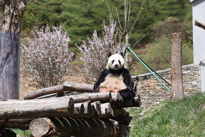1-Day Dujiangyan Tour: Panda Volunteer Program and Water Irrigation System - Exploring the 1-Day Dujiangyan Tour: What to Expect