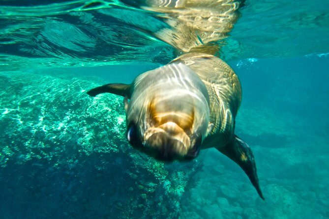 1 Day Espiritu Santo Island Wonders, Sea Lions and Paddleboard Adventure - Who Will Love This Tour?