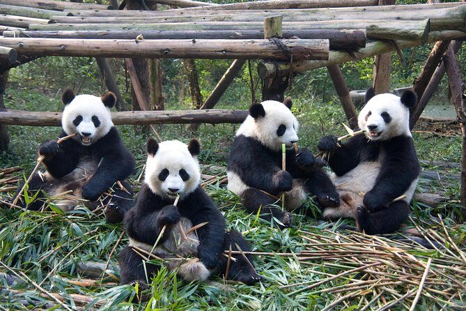 1 day Giant Panda & Leshan Buddha Private Tour - The Sum Up