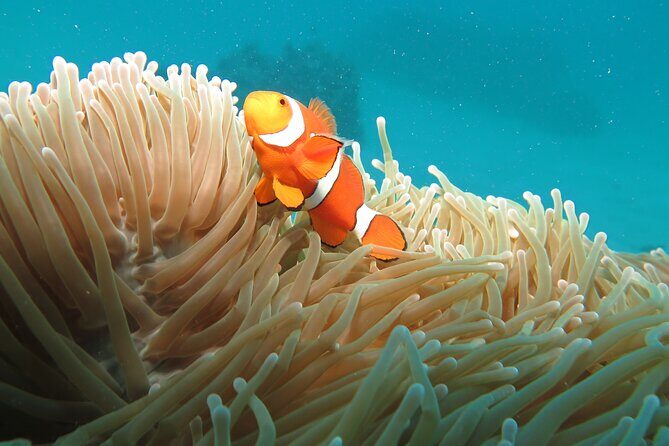 1 Day Great Barrier Reef Cruise and 10 Minute Helicopter Flight - What the Reviews Tell Us