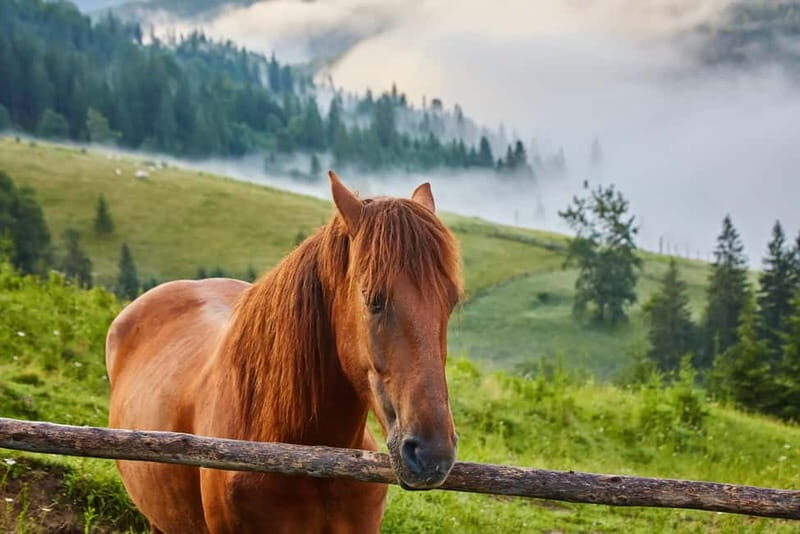 1 Day Horse Riding Adventure in Borjomi Mountains - Key Points