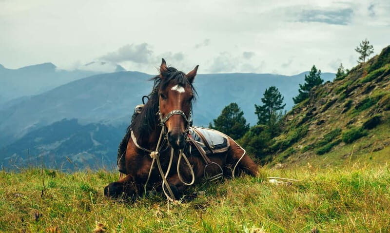 1 Day Horse Riding Adventure in Borjomi Mountains - Final Thoughts