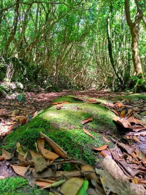 1-day jeep tour on the island of Pico - Azores - Exploring Pico Island: An In-Depth Review of the 1-Day Jeep Tour