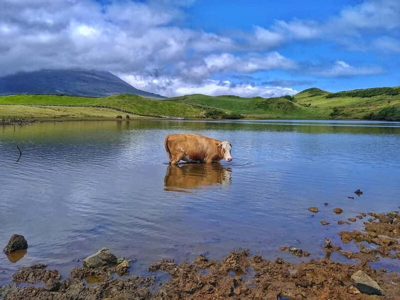 1-day jeep tour on the island of Pico - Azores - Who Is This Tour Best For?