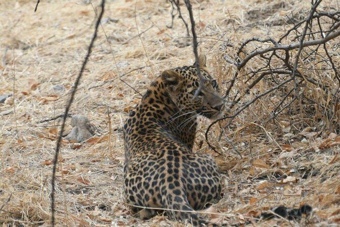 1 Day: Jhalana Leopard Safari+Abhaneri Step Well Tour From Jaipur - Final Thoughts
