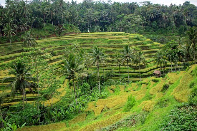 1 DAY Kintamani Plateau + Ubud + Tegallalang Rice Terrace + Tirta Empul Temple / Private tour 8 hours, English/Japanese - A Deep Dive into the Bali Private Tour Experience
