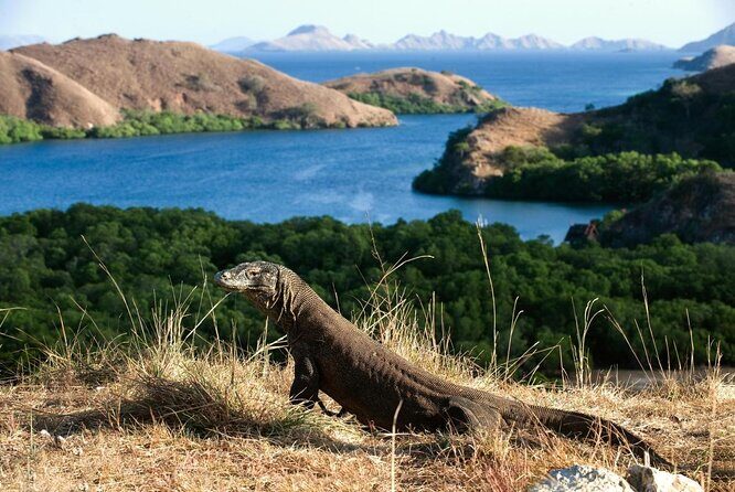 1- day Komodo Island Hopping Tour by Speed Boat departure From Labuan bajo - An In-Depth Look at the Komodo Island Hopping Tour