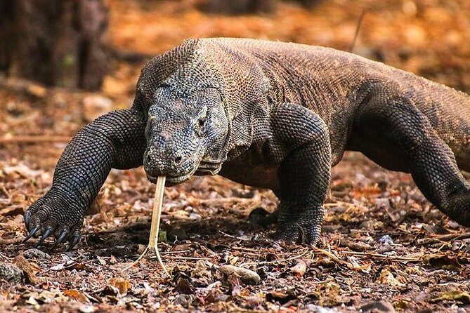 1 Day Komodo Trip by Private Fast Boat - Key Points