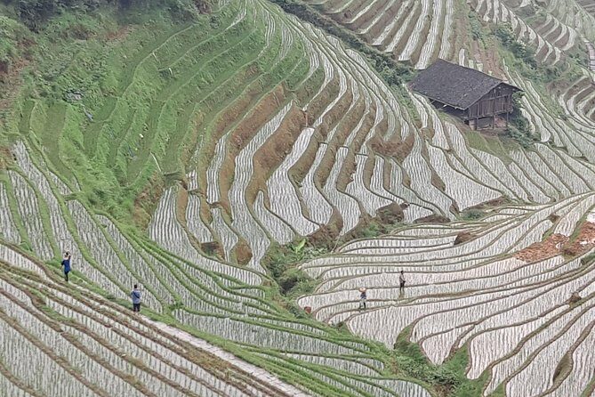 1-Day Longji Terrace Fields-Dazhai village Tour with the English Speaking Driver - Key Points