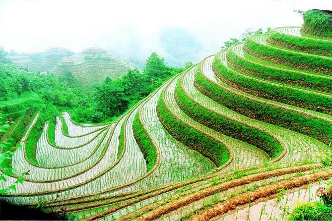 1-Day Longsheng Rice Terrace Tour from Guilin with Private Guide & Driver - An In-Depth Look at the Longsheng Rice Terrace Tour