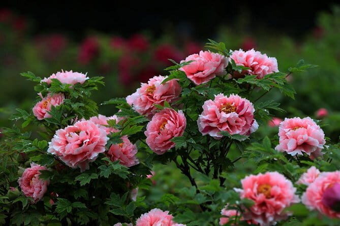1-Day Luoyang tour to Longmen Grottoes and Peony Garden - Key Points
